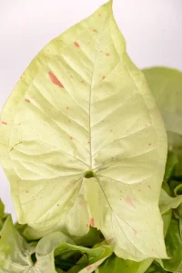 CLose up of a Syngonium Confetti with pink flecks