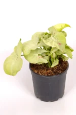 Full shot of a Syngonium Confetti in 14cm pot
