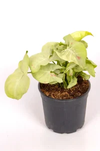 Full shot of a Syngonium Confetti in 14cm pot