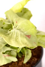 Side view of a Syngonium Confetti