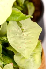 Multiple leaves of a Syngonium Confetti