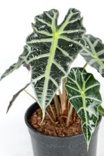 CLose up of a Large Alocasia Amazonica front leaf