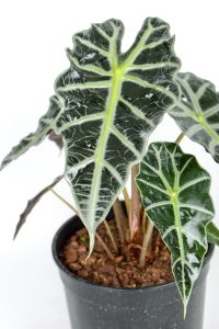 CLose up of a Large Alocasia Amazonica front leaf