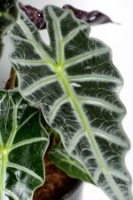 Macro shot of a leaf of a Large Alocasia Amazonica