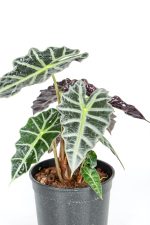 Multiple large leaves on a Large Alocasia Amazonica