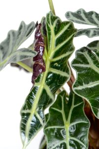 New leaf unfurling of a Large alocasia amazonica
