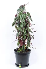 XL Cissis Discolor in black pot with light at base for size comparison