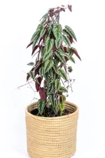 XL Cissis Discolor in handwoven basket
