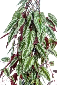Full XL Cissis Discolor with multiple leaves