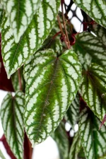 Close up of deep green leaves of a XL Cissis Discolor