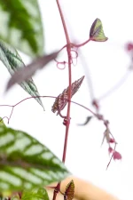 Thing ruby coloured vines of a XL Cissis Discolor