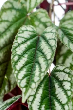 Close up of a variegated leaf of an XL Cissis Discolor