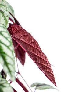 Deep red underside of a leaf of a XL Cissis Discolor