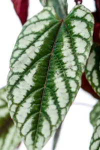 Macro shot of a leaf of a XL Cissis Discolor in black pot