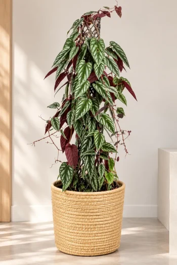 XL Cissus Discolor