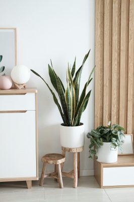 Snake Plant in the bedroom